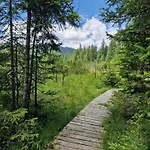 Forest Pokljuka زغورنجي