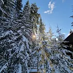 Forest Pokljuka شقة