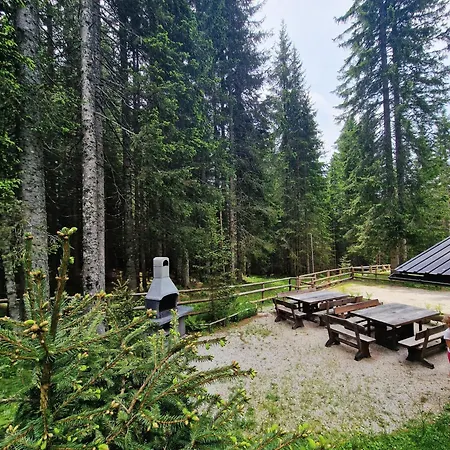 Forest Pokljuka