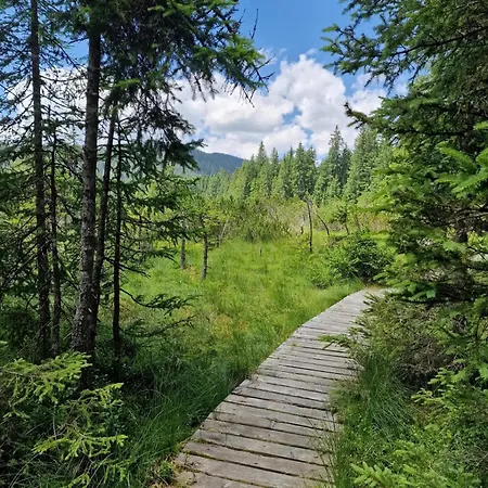 Forest Pokljuka Zgornje Gorje
