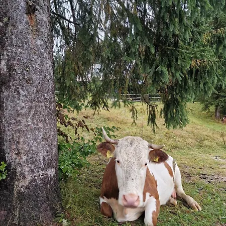Forest Pokljuka *
