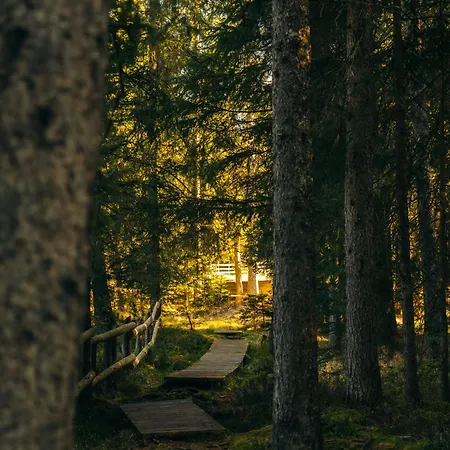 Forest Pokljuka
