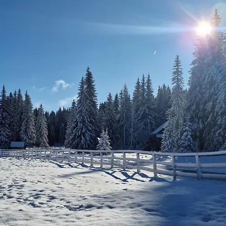 Forest Pokljuka Zgornje Gorje