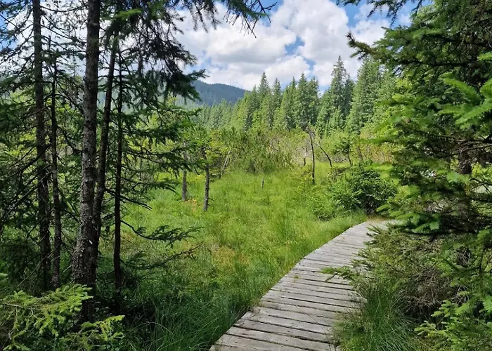 Forest Pokljuka Zgornje Gorje