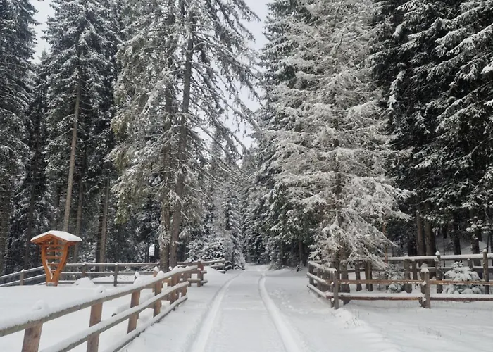 Forest Pokljuka Daire *