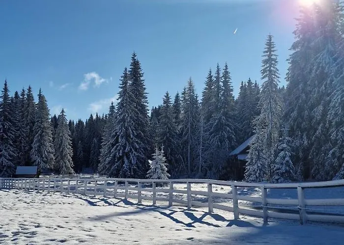 Forest Pokljuka Zgornje Gorje